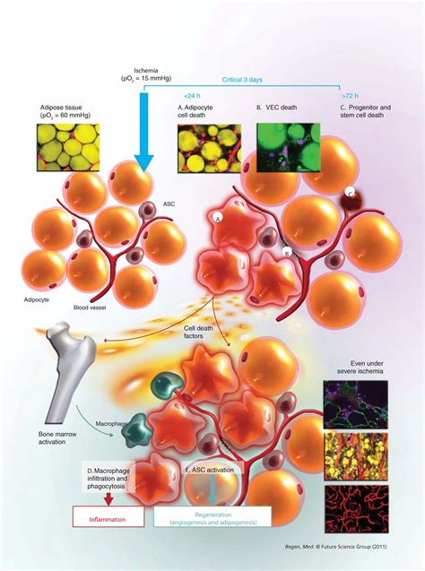 In Vivo Manipulation Of Stem Cells For Adipose Tissue Repair