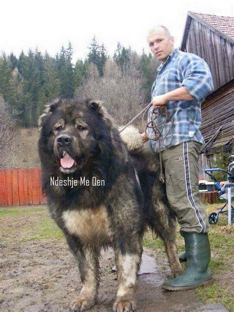 Caucasian Ovcharka Big Dog Breeds Dog Breeds Kangal Dog