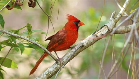 How To Tell If A Cardinal Bird Is Male Or Female Sciencing