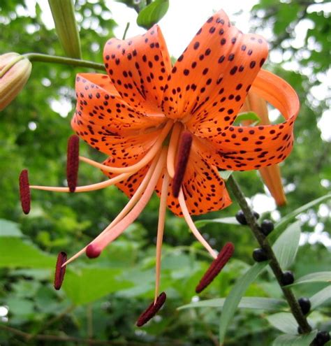 Lily Asiatic~tiger Lily~bulbettes~~~~~excellant Heirloom