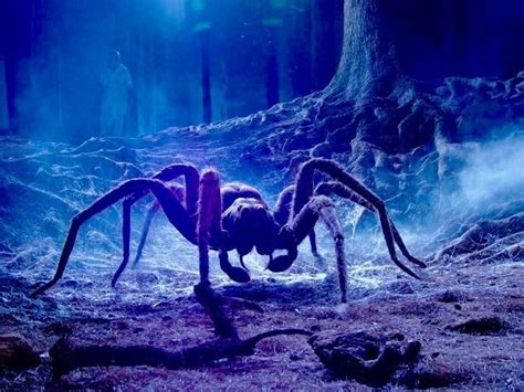 All spiders have a small amount of venom, but many spiders that look decidedly creepy won't actually cause a dangerous reaction when they bite. New spider named after Hagrid's eight-legged pet (With ...
