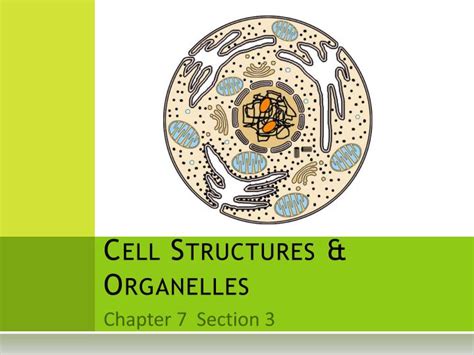 Ppt Cell Structures And Organelles Powerpoint Presentation Free