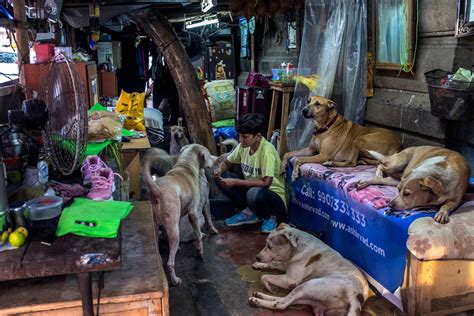 El Cariño Por Los Perros Callejeros En India Español