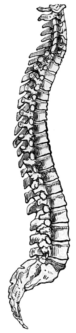 Called also acantha and spina. spinal cord backbone - /medical/anatomy/bones/back/spinal ...