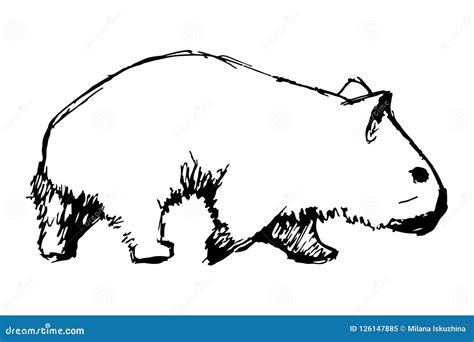 Wombat Hand Drawing Vector Art Illustration Black Graphic Isolate On