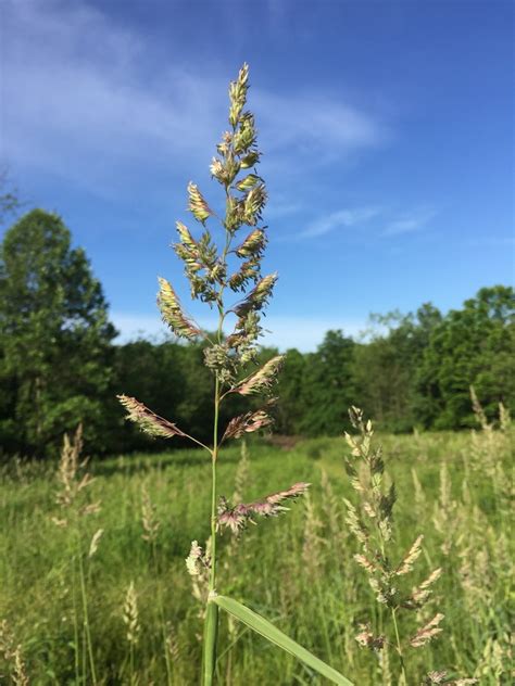 Reed Canary Grass Invasive Plants Of Massachusetts INaturalist