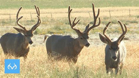 How much do mule deer weigh in texas? Velvet Mule Deer At CLOSE RANGE |T-Bone Hunts Colorado ...