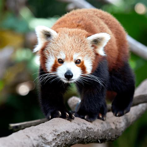 Red Panda Adoption Kit Plush Bundle