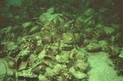 Underwater Oyster Bed