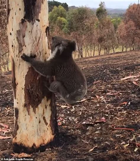 Adelaide Koala Burnt In The Cudlee Creek Bushfire Is Released Back Into