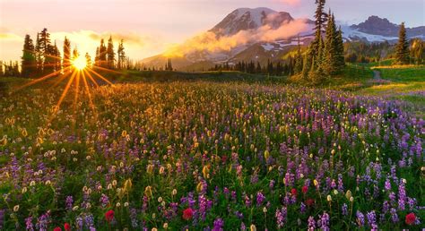Download 1980x1080 Flowers Sunset Field Mountain Trees Sky Clouds