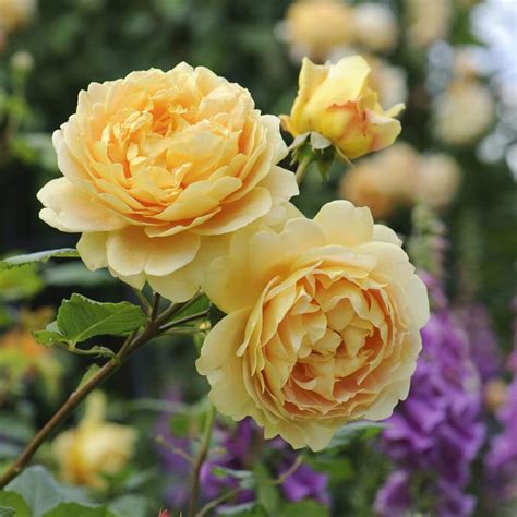Renowned for their beautiful, often many petalled, repeat flowering blooms and enticing, rich fragrances there are now over 200 rose varieties bred by david austin, each one making a fantastic contribution to any garden. Golden Celebration - David Austin Roses | Garden Store Online