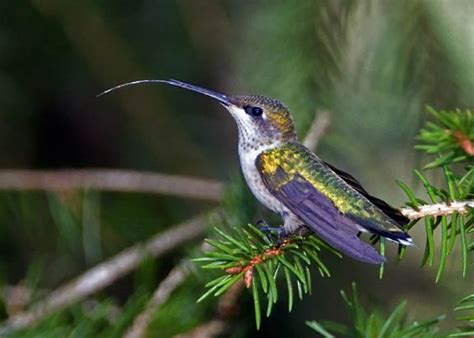 Hummingbird With Tongue Out So Margie K Carroll Photography