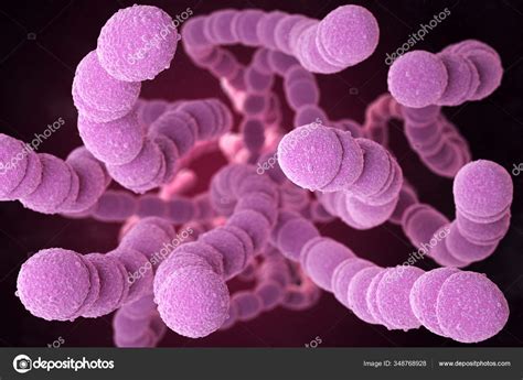 Streptococcus Pneumoniae Neumococo Una Bacteria Patógena Forma Coco