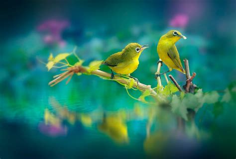 2048x1152 Beautiful Birds 2048x1152 Resolution Hd 4k Wallpapers Images
