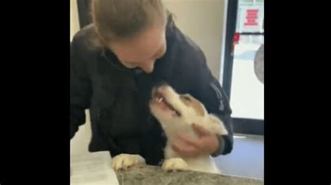 Shelter Dogs Reaction To Being Adopted Is Absolutely Priceless