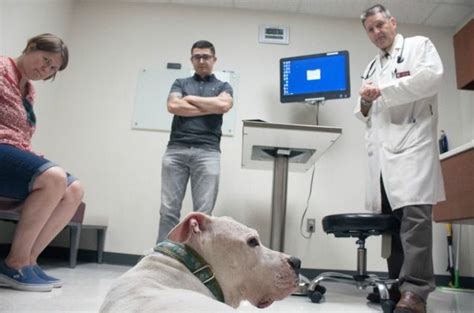 A brain tumor describes a cancerous mass within the cavity of the skull associated with the brain. Promising New Research For Treating Brain Tumors in Dogs ...