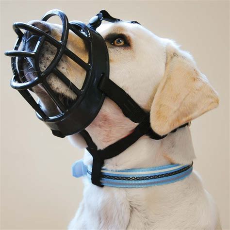 Can You Keep A Muzzle On A Dog
