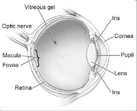 Complete Eye Diagram With Labels Courtesy Of Us National Eye