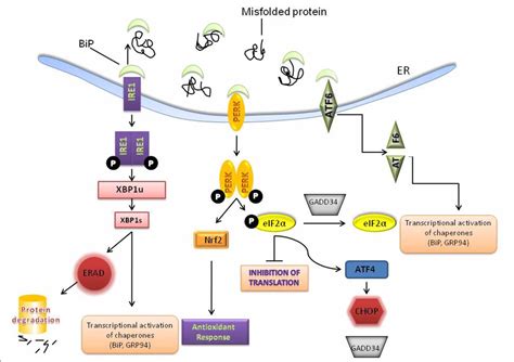 The Endoplasmic Reticulum Stress Response In Aging And Age Related