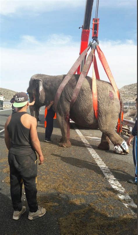 Elephant Dies After Circus Truck Overturns On Spanish Road Metro News