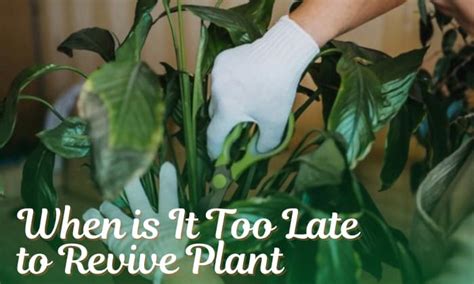 When Is It Too Late To Revive A Plant And How To Revive