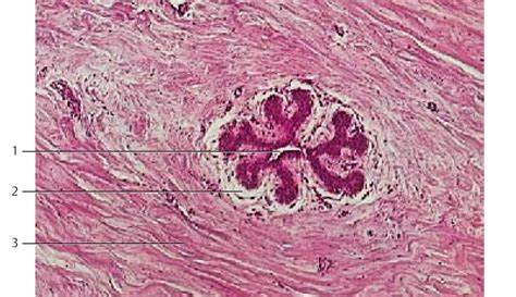 De Histology Mammary Gland Histology