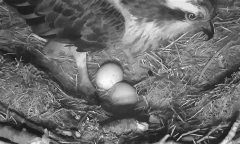 Video Osprey Lassie Lays Second Egg Of Season At Loch Of Lowes
