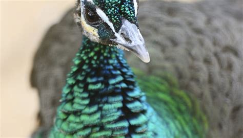 What Are The Colors In A Peacocks Feathers Sciencing