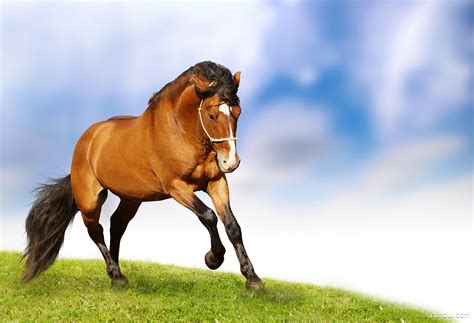 Galloping Horse Wallpaper Download Horse Hd Wallpaper Appraw