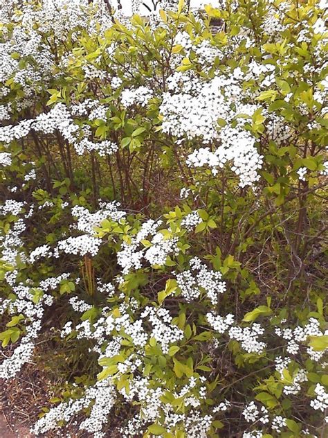 We did not find results for: What Is This Sweet Smelling White Flower?? | Flowers Forums
