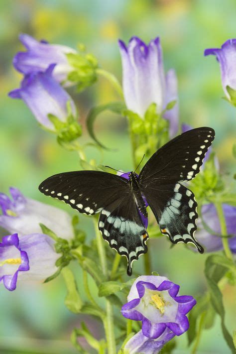 Spicebush Swallowtail Butterfly By Darrell Gulin Beautiful