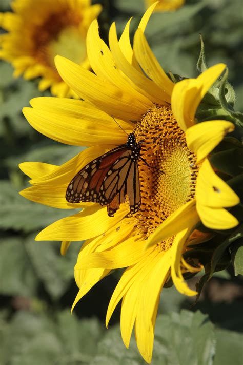 Monarch Watch Celebrates Butterfly Migration News