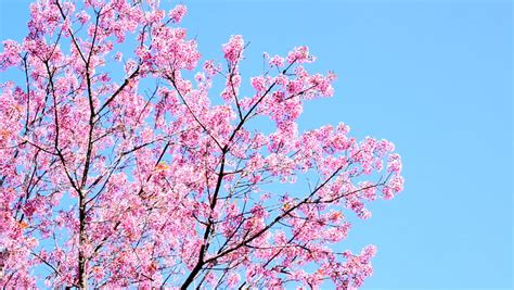 Cherry Blossom Or Sakura With Blue Sky Background Stock Footage Video