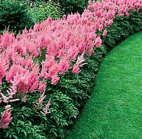 Full sun or light shade, especially in hot countries. Growing Astilbe - False Spirea - How to Grow and Care for ...