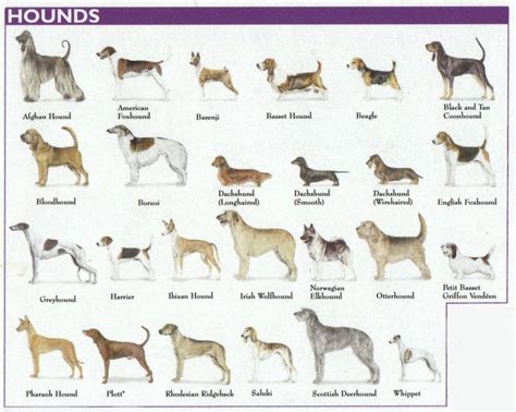 The 7 Dog Breed Groups Explained Hound Breeds Warm Blooded And Dog
