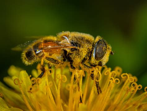 Macro Photography Of Honey Bee On Petaled Flower · Free Stock Photo