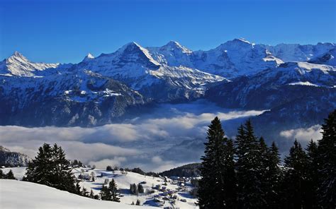 Seasons Winter Switzerland Mountains Beatenberg Fir Snow Nature 412994