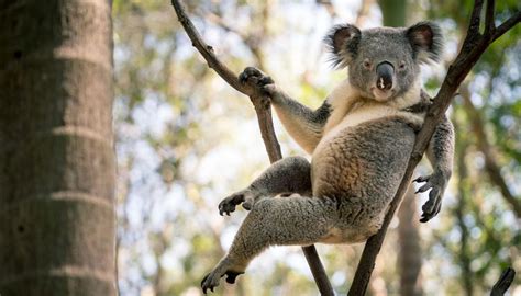 I M Ready For Action Koala Snapped In Seductive Pose Goes Viral Newshub