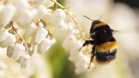 How To Identify Bumblebees Friends Of The Earth