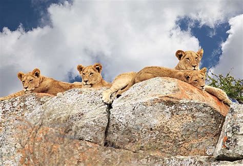 Lion Cubs On Rocks Photo Kruger National Park South Africa