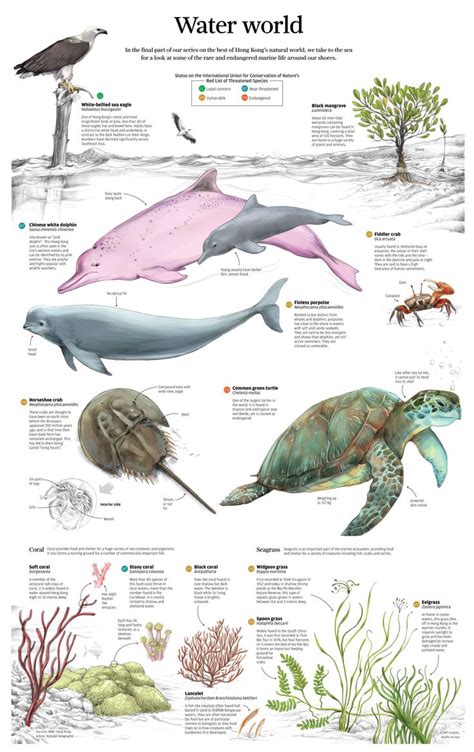 18 Best Endangered Marine Life Images On Pinterest Environment