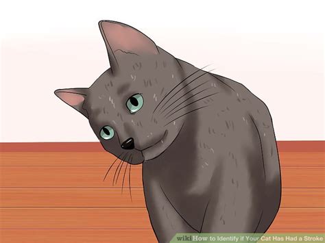 Often the result of feline arthritis and the normal aging process, stiff and wobbly legs can also be the byproduct of severe injury, infection. How to Identify if Your Cat Has Had a Stroke (with Pictures)