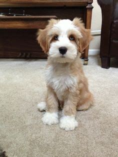 There are currently no puppies available. Tibetan Terrier Puppies For Sale Minneapolis MN | Tibetan ...