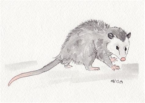 Opossum By Ickydog On Deviantart 5x7 Watercolor And Ink With Images
