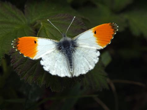 Orange Tip Butterfly Noddle Hill Nature Reservehull Dave Flickr