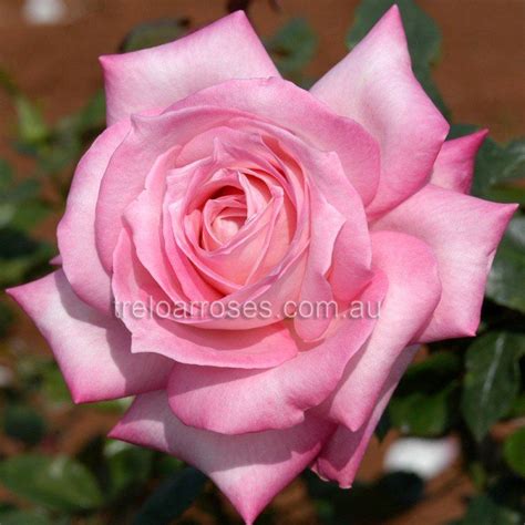 Silver Lining Shop Treloar Roses Premium Roses For Australian