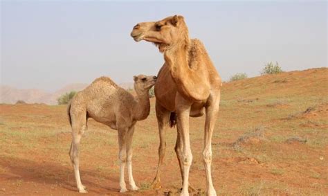 Camel's ad campaign that associated a product with a lifestyle. New coronavirus found in UAE camels | CIDRAP