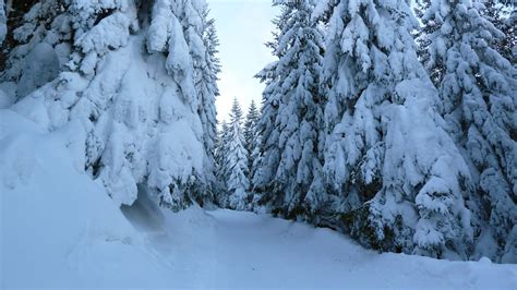 Snow Covered Pine Trees Free Image Peakpx