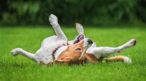 Dog Body Language